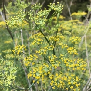 Foeniculum vulgare at Stromlo, ACT - 3 Jan 2019