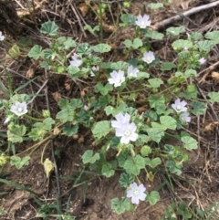 Malva neglecta (Dwarf Mallow) at Coree, ACT - 3 Jan 2019 by RWPurdie