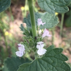 Nepeta cataria (Catmint, Catnip) at Stromlo, ACT - 3 Jan 2019 by RWPurdie