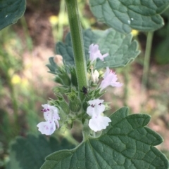 Nepeta cataria (Catmint, Catnip) at Stromlo, ACT - 2 Jan 2019 by RWPurdie