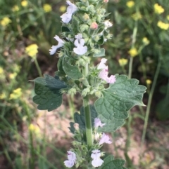 Nepeta cataria at Stromlo, ACT - 3 Jan 2019