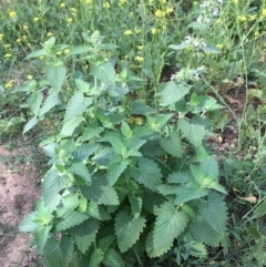 Nepeta cataria at Stromlo, ACT - 3 Jan 2019