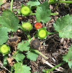 Modiola caroliniana (Red-flowered Mallow) at Stromlo, ACT - 3 Jan 2019 by RWPurdie