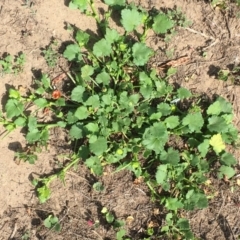 Modiola caroliniana at Stromlo, ACT - 3 Jan 2019