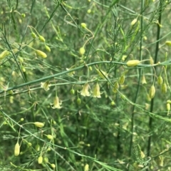 Asparagus officinalis (Asparagus) at Stony Creek - 2 Jan 2019 by RWPurdie