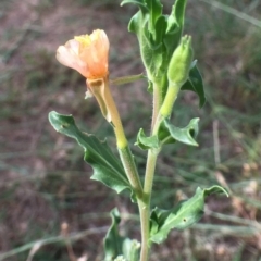 Oenothera indecora subsp. bonariensis (Small-flower Evening Primrose) at Coree, ACT - 3 Jan 2019 by RWPurdie