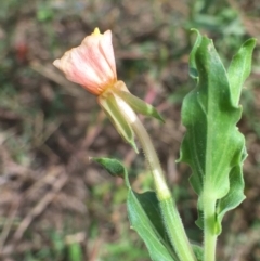 Oenothera indecora subsp. bonariensis at Coree, ACT - 3 Jan 2019