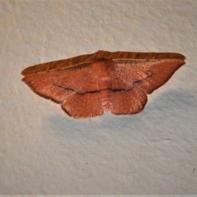 Aglaopus pyrrhata (Leaf Moth) at Wanniassa, ACT - 2 Jan 2019 by JohnBundock