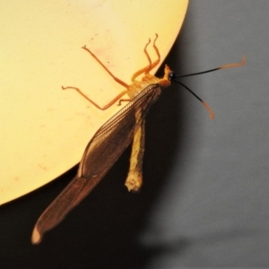 Nymphes myrmeleonoides at Wanniassa, ACT - 2 Jan 2019