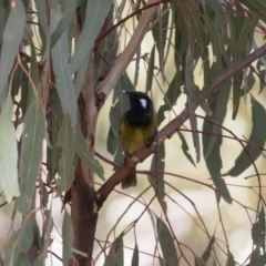 Nesoptilotis leucotis (White-eared Honeyeater) at Illilanga & Baroona - 11 Jun 2018 by Illilanga