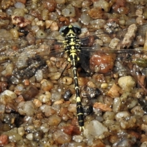 Austrogomphus cornutus at Undefined, ACT - 3 Jan 2019