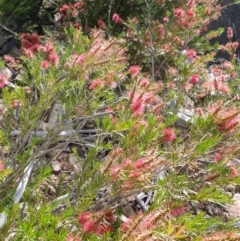 Callistemon subulatus (Dwarf Bottlebrush) at Bendora Reservoir - 3 Jan 2019 by ACTBioSecurity