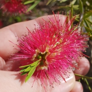 Callistemon subulatus at Cotter River, ACT - 3 Jan 2019 12:00 AM