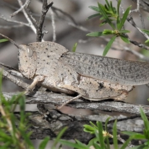 Goniaea australasiae at Paddys River, ACT - 3 Jan 2019