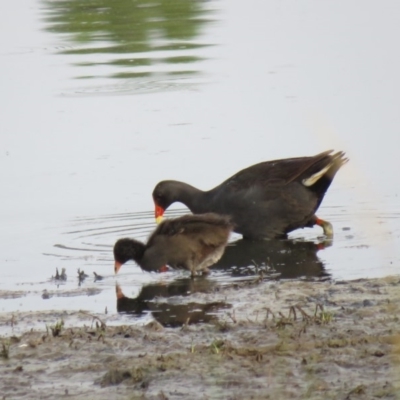 Gallinula tenebrosa (Dusky Moorhen) at Fyshwick, ACT - 2 Jan 2019 by KumikoCallaway