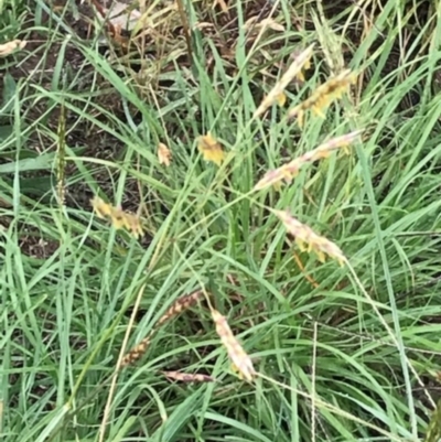 Sorghum leiocladum (Wild Sorghum) at Sth Tablelands Ecosystem Park - 2 Jan 2019 by walter