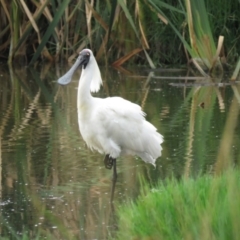 Platalea regia (Royal Spoonbill) at Fyshwick, ACT - 2 Jan 2019 by KumikoCallaway