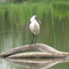 Platalea regia at Fyshwick, ACT - 3 Jan 2019 08:03 AM