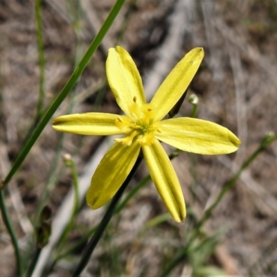 Tricoryne elatior (Yellow Rush Lily) at Paddys River, ACT - 3 Jan 2019 by JohnBundock