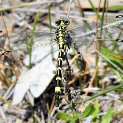 Austrogomphus cornutus (Unicorn Hunter) at Paddys River, ACT - 3 Jan 2019 by JohnBundock