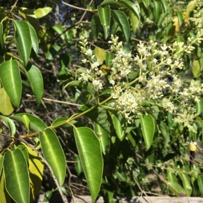 Ligustrum lucidum (Large-leaved Privet) at Turner, ACT - 3 Jan 2019 by RWPurdie