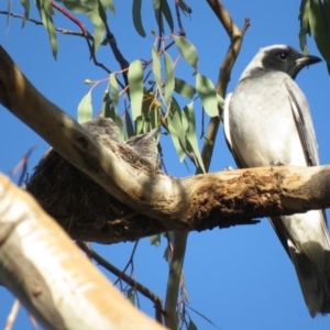 Coracina novaehollandiae at Bruce, ACT - 26 Dec 2018 07:24 AM