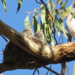 Coracina novaehollandiae at Bruce, ACT - 26 Dec 2018 07:24 AM