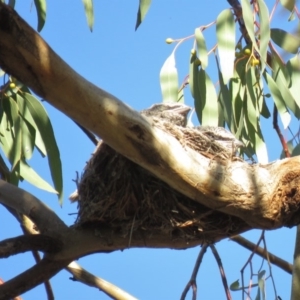 Coracina novaehollandiae at Bruce, ACT - 26 Dec 2018 07:24 AM