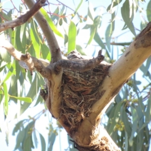 Coracina novaehollandiae at Bruce, ACT - 26 Dec 2018 07:24 AM