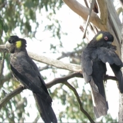 Zanda funerea (Yellow-tailed Black-Cockatoo) at Carwoola, NSW - 9 Dec 2018 by KumikoCallaway