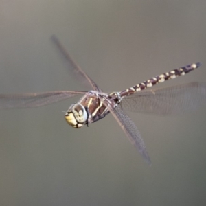 Adversaeschna brevistyla at Fyshwick, ACT - 3 Jan 2019