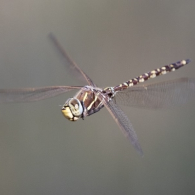 Adversaeschna brevistyla (Blue-spotted Hawker) at Fyshwick, ACT - 3 Jan 2019 by WarrenRowland