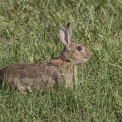 Oryctolagus cuniculus (European Rabbit) at Fyshwick, ACT - 3 Jan 2019 by WarrenRowland