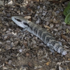 Tiliqua scincoides scincoides (Eastern Blue-tongue) at Kingston, ACT - 3 Jan 2019 by AlisonMilton