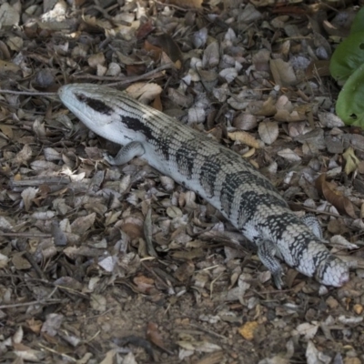 Tiliqua scincoides scincoides (Eastern Blue-tongue) at Kingston, ACT - 3 Jan 2019 by AlisonMilton