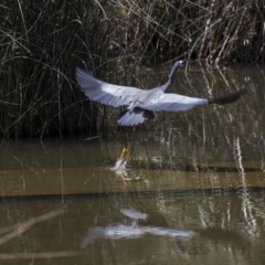 Egretta novaehollandiae (White-faced Heron) at Kingston, ACT - 3 Jan 2019 by AlisonMilton