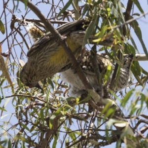 Anthochaera carunculata at Fyshwick, ACT - 3 Jan 2019