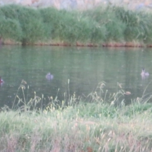 Aythya australis at Fyshwick Sewerage Treatment Plant - 3 Jan 2019