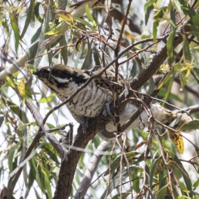 Eudynamys orientalis (Pacific Koel) at Fyshwick, ACT - 3 Jan 2019 by AlisonMilton