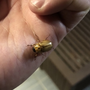 Cyclocephala signaticollis at Watson, ACT - 2 Jan 2019