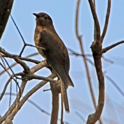 Cacomantis flabelliformis (Fan-tailed Cuckoo) at Jerrabomberra Wetlands - 2 Jan 2019 by RodDeb