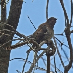 Cacomantis flabelliformis at Fyshwick, ACT - 3 Jan 2019