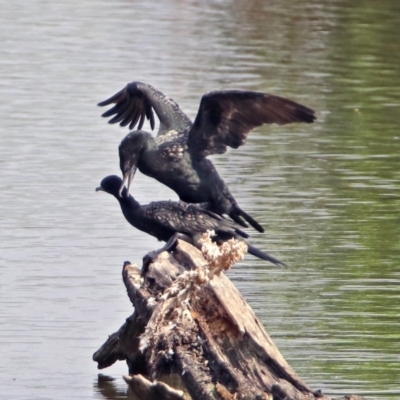 Phalacrocorax sulcirostris (Little Black Cormorant) at Fyshwick, ACT - 3 Jan 2019 by RodDeb