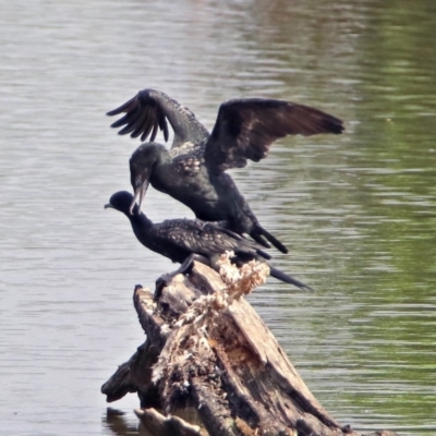 Phalacrocorax sulcirostris (Little Black Cormorant) at Fyshwick, ACT - 2 Jan 2019 by RodDeb