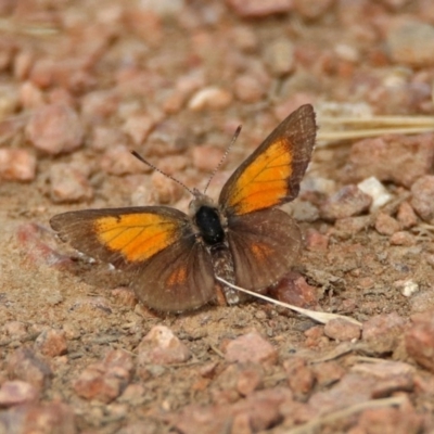Lucia limbaria (Chequered Copper) at Fyshwick, ACT - 2 Jan 2019 by RodDeb