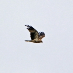 Haliastur sphenurus (Whistling Kite) at Fyshwick, ACT - 2 Jan 2019 by RodDeb