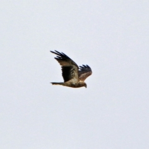 Haliastur sphenurus at Fyshwick, ACT - 3 Jan 2019