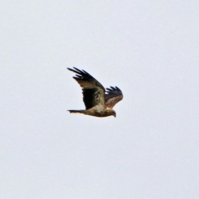 Haliastur sphenurus (Whistling Kite) at Fyshwick, ACT - 2 Jan 2019 by RodDeb