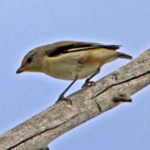 Pardalotus striatus at Fyshwick, ACT - 3 Jan 2019