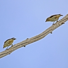 Pardalotus striatus at Fyshwick, ACT - 3 Jan 2019